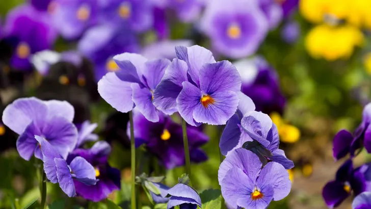 Bloemen