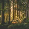 Waarom wandelen in het bos je gelukkiger maakt en je helpt te vertragen | Grazia