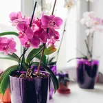 Orchidee