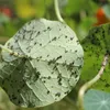 Bladluis in je tuin? Zo kom je er weer vanaf | Noorderland