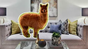 alpaca