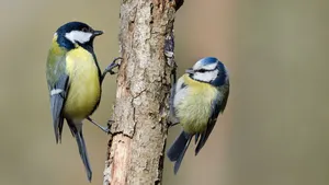 Nationale Tuinvogeltelling