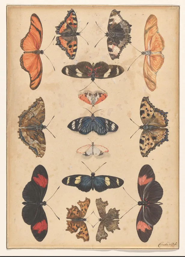 Vlinders, Cornelia de Rijck.