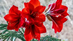 Zo houd je jouw amaryllis zo lang mogelijk in leven