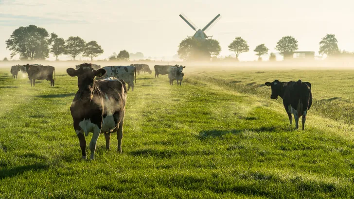 Dutch cattle