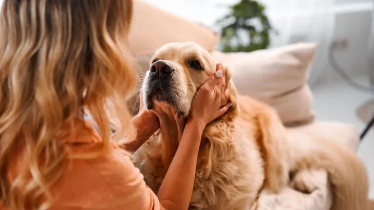 Shared moments. Back view of female blonde caressing furry dog behind ears during leisure time at cozy apartment. Young woman and golden retriever enjoying bonding interaction together during daytime.