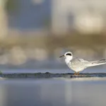 A Forster's tern (Sterna forsteri) resting and preening on the beach.