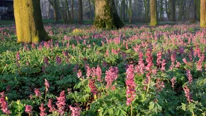 stinzenplanten