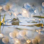 Natuurfoto