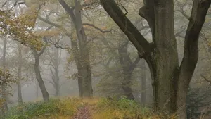 Wandelen langs machtige Wodanseiken