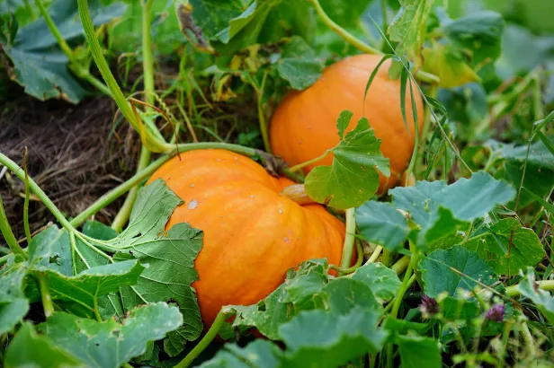 Pompoen in de moestuin