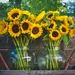 Zonnebloemen