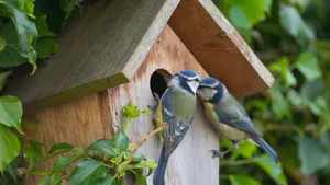 Vogels in de tuin