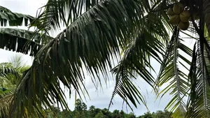 Familie van Loon belicht betrokkenheid met WIC en Suriname