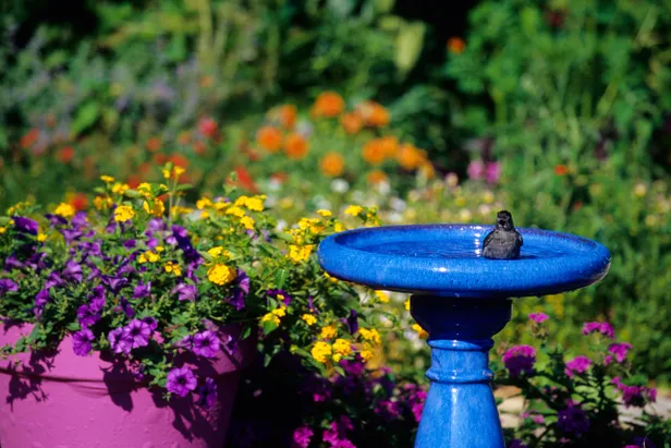 Vogels in een waterbadje
