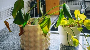 Slappe plant na vakantie