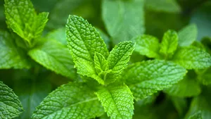 Verse takjes groene munt voor de bereiding van muntthee ter ondersteuning van de hormoonhuishouding.