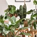 Waarom mensen honderden euro's neerleggen voor planten
