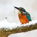 IJsvogel