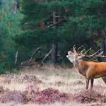 veluwe