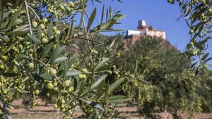 Costa Dorada: wandelen en fietsen door olijfboomgaarden