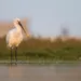 Friesland