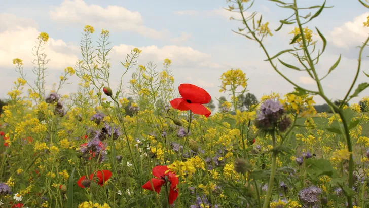 wonderful colorful wild flowers in the field margin with a blue sky