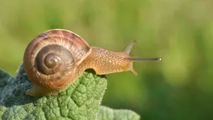 Slakken