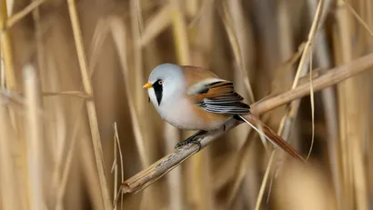 Baardmannetje vegetariër winter