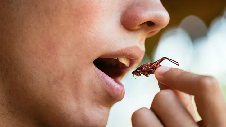 Young man eating insects,  seasoned grasshoppers, entomophagy concept, mexican food