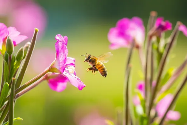 Schattige honingbij verzamelt nectar