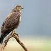 Dit is het verschil tussen een buizerd en torenvalk | Noorderland