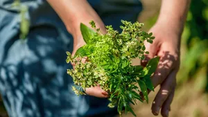 Woman holds a bunch of fresh herbs in herb garden