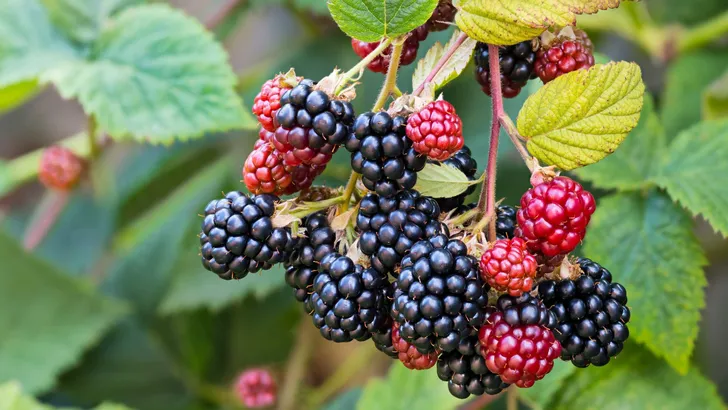 Black ripe and red ripening blackberries on green leaves backgro