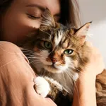 Portrait of young woman holding cute siberian cat with green eyes. Female hugging her cute long hair kitty. Background, copy space, close up. Adorable domestic pet concept.