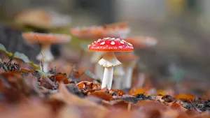 Het verschil tussen paddenstoelen en zwammen