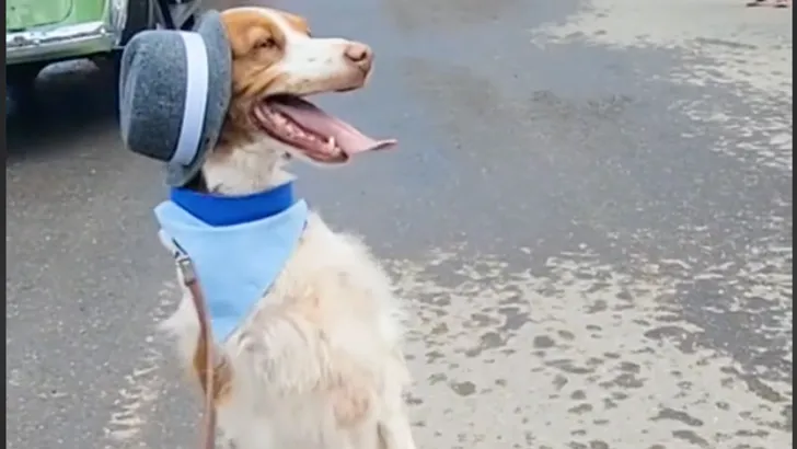 Als mens lopende hond steelt harten op sociale media