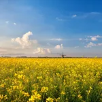 rapeseed flowers field and windmill