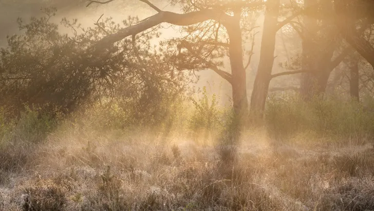 golden sunrise light in foggy forest
