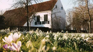 Stinzenplanten