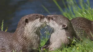 Kissing Otters