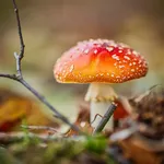 Fly Agaric