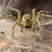 Na bosbranden bedreigt nu dodelijke spinnenplaag Australië
