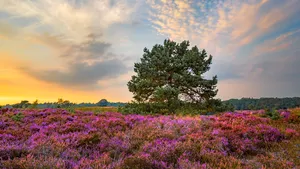 drunense duinen heide