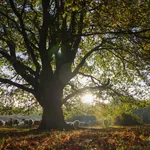 Flock of sheep under oak tree