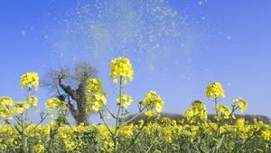 hooikoorts pollen