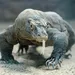 Komodovaraan (niet de schuldige)