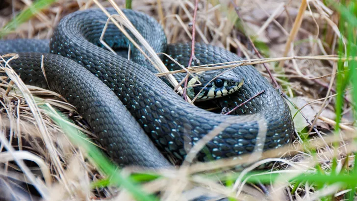 Politie Florida sluit deel park af vanwege slangenorgie