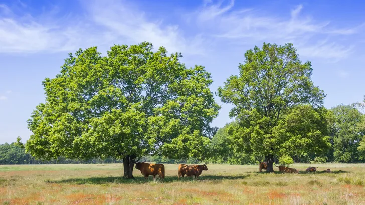 Highland cows un der trees on the heather fields of Hijkerveld