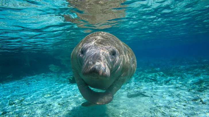 Wat de anatomie van de zeekoe ons vertelt over de evolutie van het vrouwenlichaam